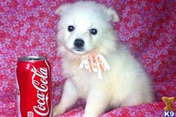 American Eskimo Dog